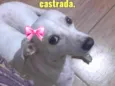 Ane