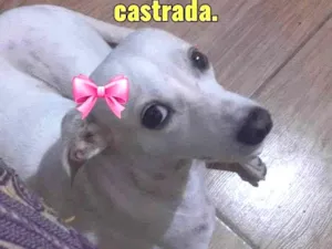 Cachorro raça Comum idade 1 ano nome Ane