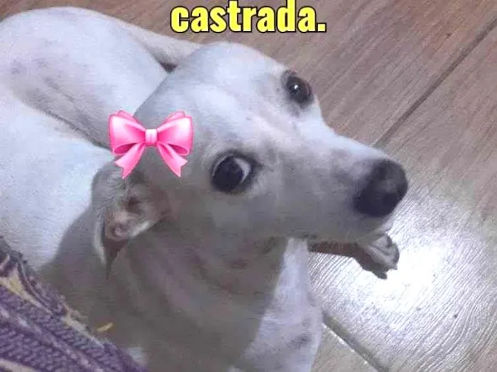 Cachorro ra a Comum idade 1 ano nome Ane