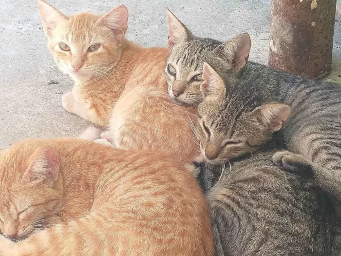 Gato ra a  idade 2 a 6 meses nome 3 gatinhos