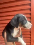 Não tem