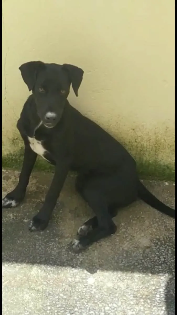 Cachorro ra a Ladradora  idade 1 ano nome Akaly 