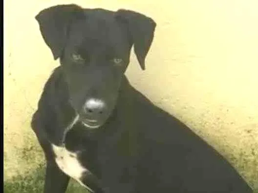 Cachorro ra a Ladradora  idade 1 ano nome Akaly 