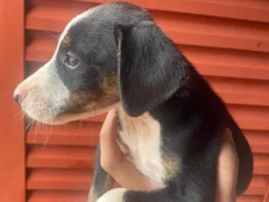 Cachorro raça Vira lá  idade 2 a 6 meses nome Não tem