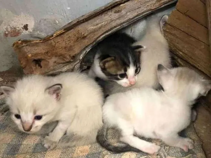 Gato ra a SRD idade Abaixo de 2 meses nome Vários gatinhos