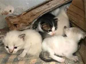 Gato raça SRD idade Abaixo de 2 meses nome Vários gatinhos