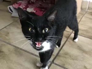Gato raça Vira-lata idade 2 a 6 meses nome Pantera