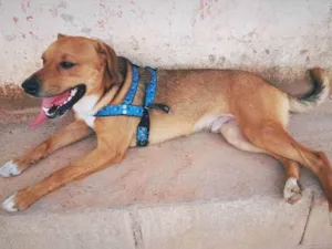 Cachorro raça Vira lata  idade 2 anos nome Ted