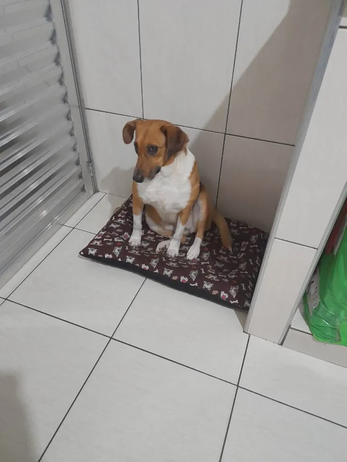 Cachorro ra a Vira lata idade 4 anos nome Luna