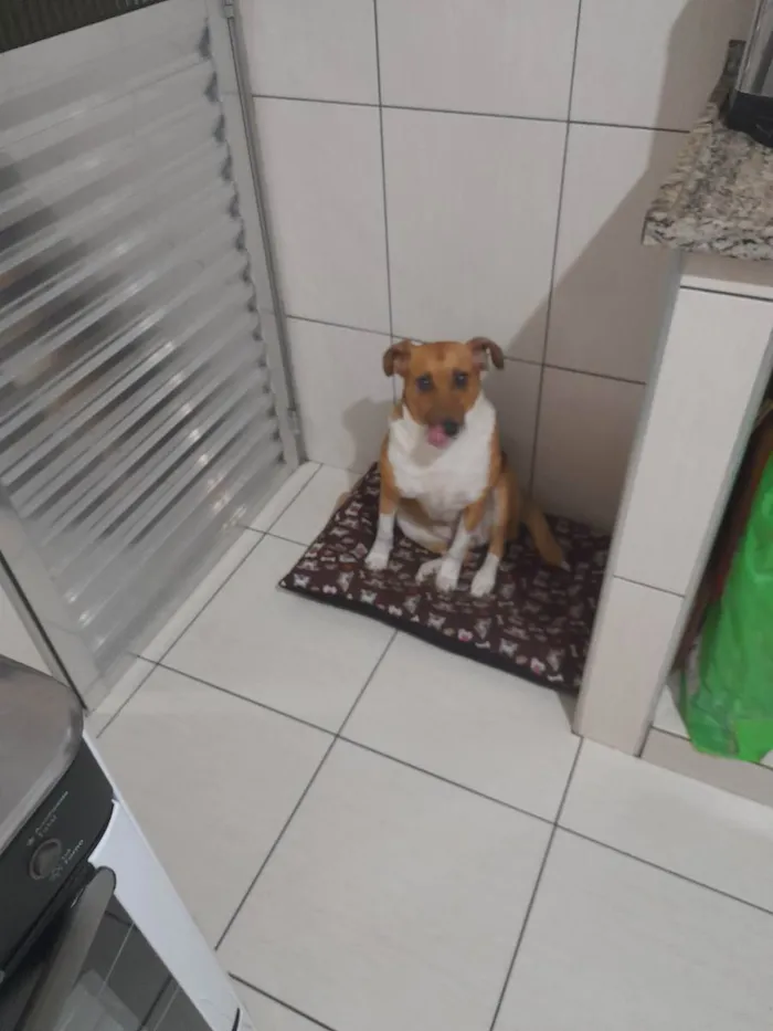 Cachorro ra a Vira lata idade 4 anos nome Luna