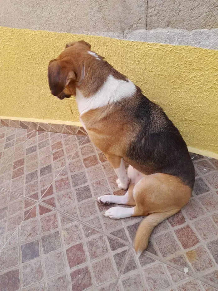 Cachorro ra a Vira lata idade 4 anos nome Luna