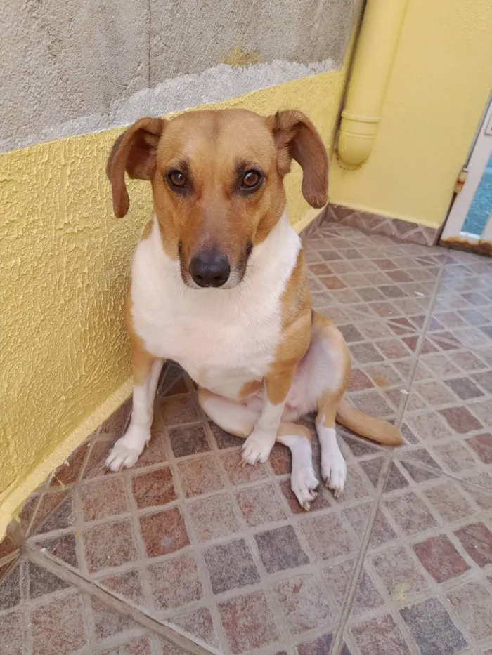 Cachorro ra a Vira lata idade 4 anos nome Luna