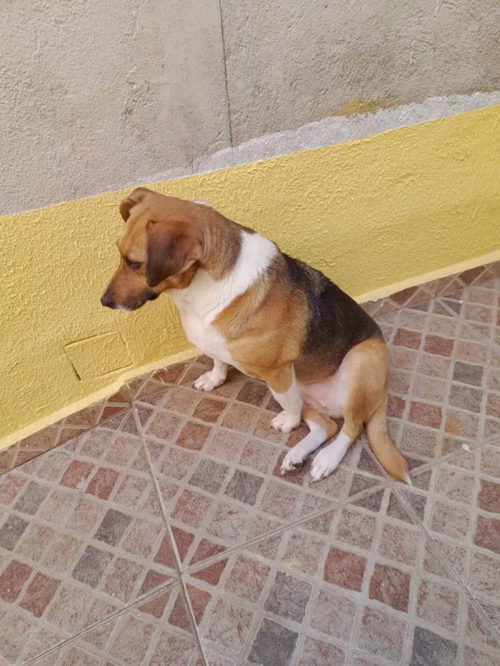 Cachorro ra a Vira lata idade 4 anos nome Luna