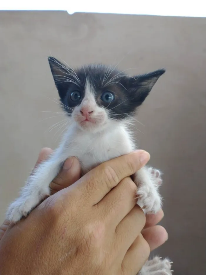 Gato ra a  idade 2 a 6 meses nome Sem nome