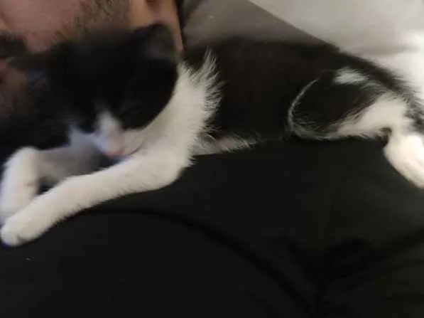 Gato raça SRD idade 2 a 6 meses nome Pipoca