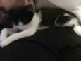 Pipoca