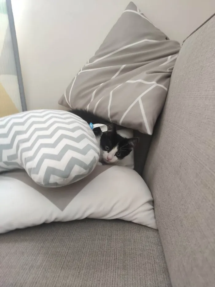 Gato raça SRD idade 2 a 6 meses nome Pipoca