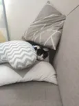 Pipoca