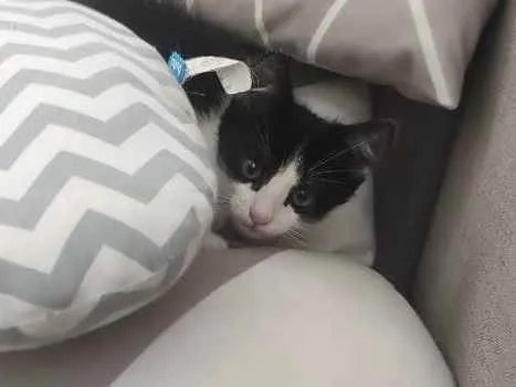 Gato raça SRD idade 2 a 6 meses nome Pipoca