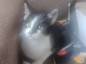 Gato raça SRD idade 2 a 6 meses nome Sem Nome