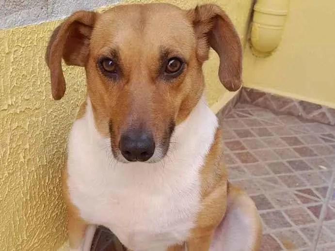 Cachorro ra a Vira lata idade 4 anos nome Luna