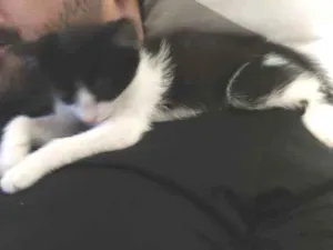 Gato raça SRD idade 2 a 6 meses nome Pipoca