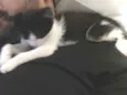 Pipoca