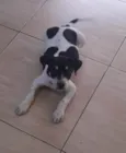 Cachorro raça srd idade 2 a 6 meses nome Binho