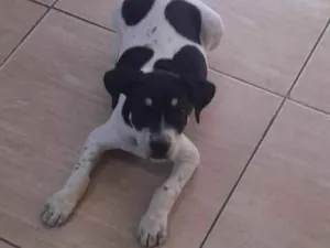 Cachorro raça srd idade 2 a 6 meses nome Binho