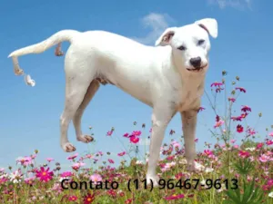 Cachorro raça SRD idade 7 a 11 meses nome Sem nome