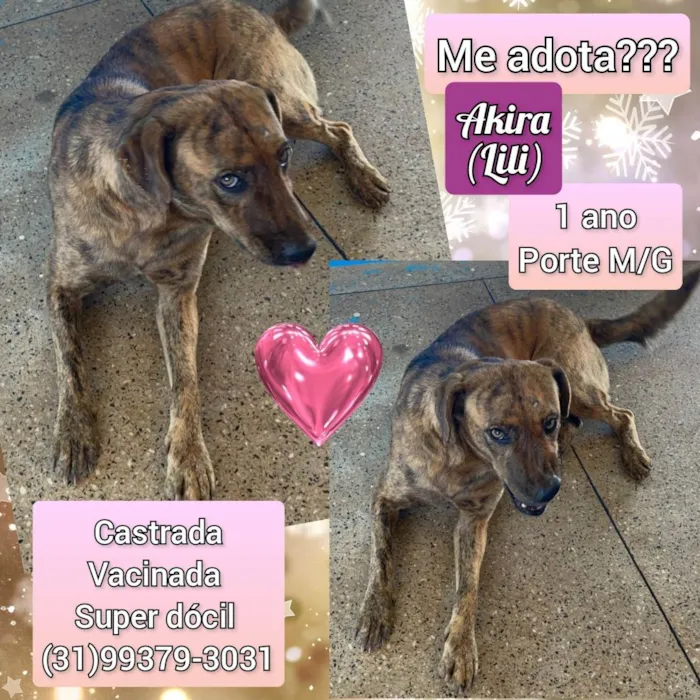 Cachorro raça SRD idade 1 ano nome Akira