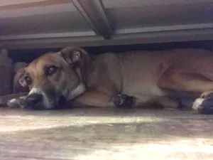 Cachorro raça Sem raça definida - Caramelo idade 4 anos nome NENA