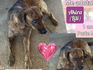 Cachorro raça SRD idade 1 ano nome Akira