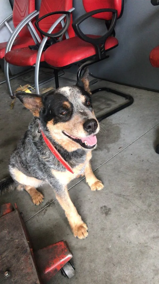 Cachorro ra a Blue heeler  idade 5 anos nome Bad 