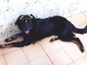 Cachorro raça Não definida  idade 2 anos nome Flora 