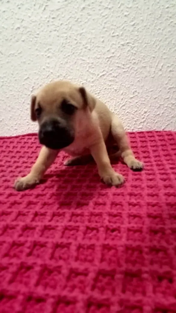 Cachorro raça Sem raça definida  idade Abaixo de 2 meses nome Sem nome