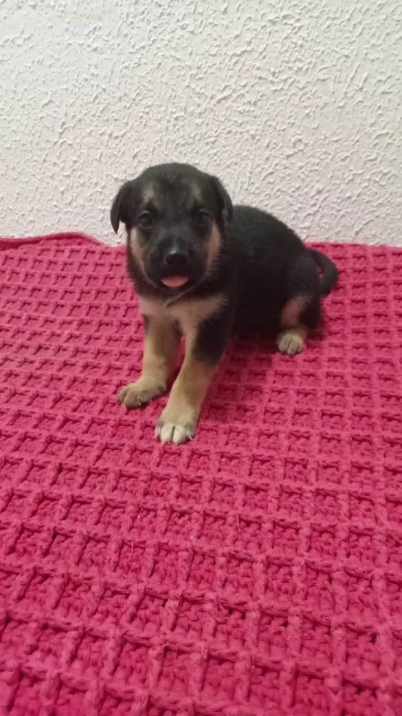Cachorro raça Sem raça definida  idade Abaixo de 2 meses nome Sem nome