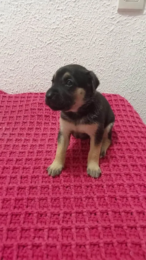 Cachorro raça Sem raça definida  idade Abaixo de 2 meses nome Sem nome