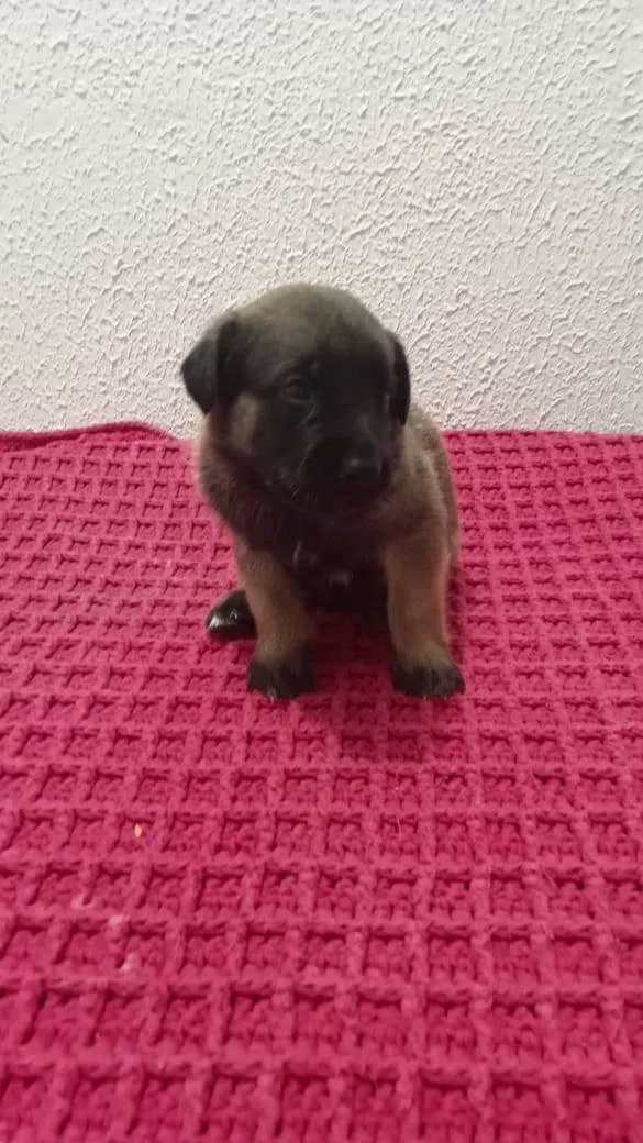 Cachorro raça Sem raça definida  idade Abaixo de 2 meses nome Sem nome