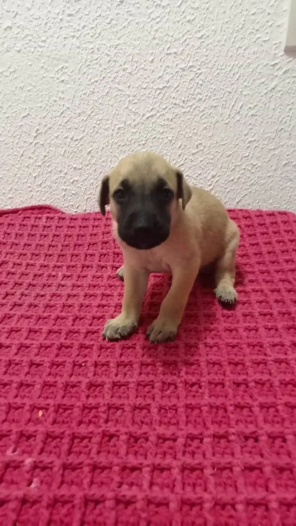 Cachorro raça Sem raça definida  idade Abaixo de 2 meses nome Sem nome