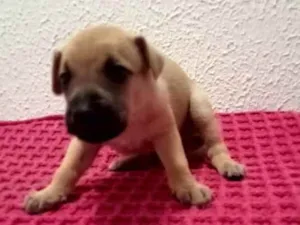 Cachorro raça Sem raça definida  idade Abaixo de 2 meses nome Sem nome