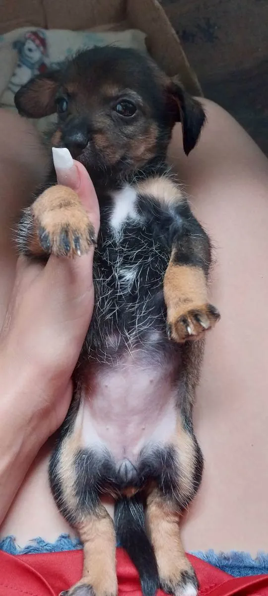 Cachorro ra a  Pinscher com cão peludo idade Abaixo de 2 meses nome Pretinha e menina