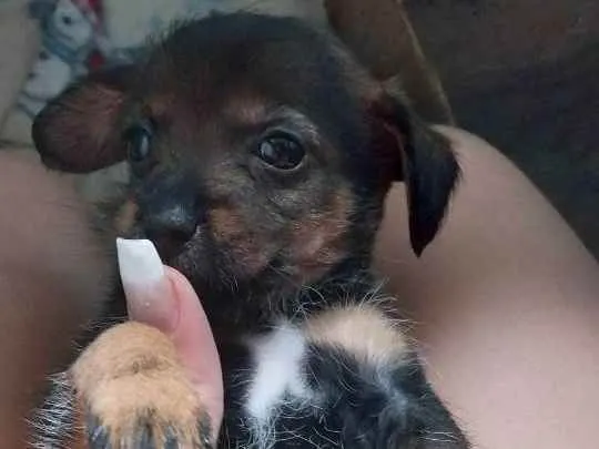 Cachorro ra a  Pinscher com cão peludo idade Abaixo de 2 meses nome Pretinha e menina