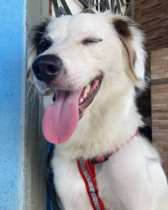 Cachorro ra a SRD idade 1 ano nome Luke