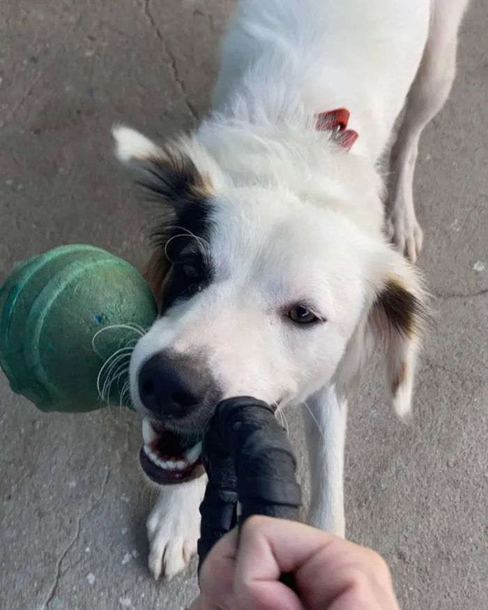 Cachorro ra a SRD idade 1 ano nome Luke