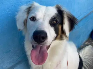 Cachorro raça SRD idade 1 ano nome Luke