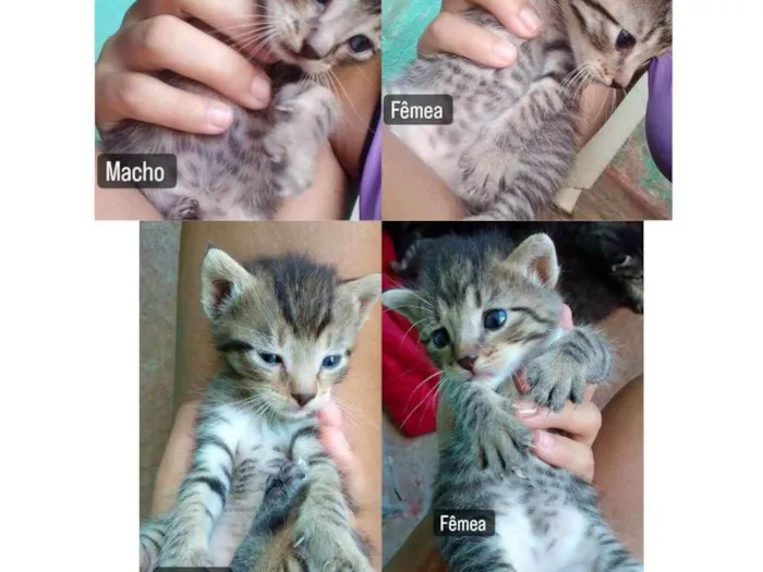 Gato ra a Desconhecida idade Abaixo de 2 meses nome Não tem 