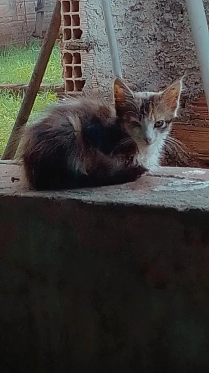 Gato ra a Desconhecida  idade Abaixo de 2 meses nome VC QUE SABE O NOME 