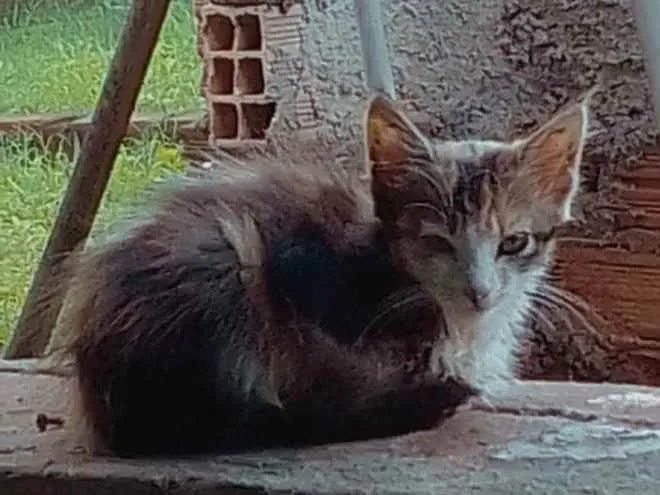 Gato ra a Desconhecida  idade Abaixo de 2 meses nome VC QUE SABE O NOME 