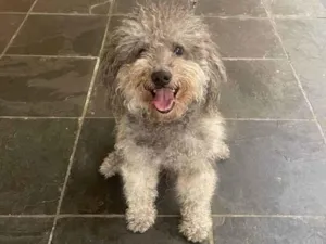 Cachorro raça Poodle idade 5 anos nome Maicon